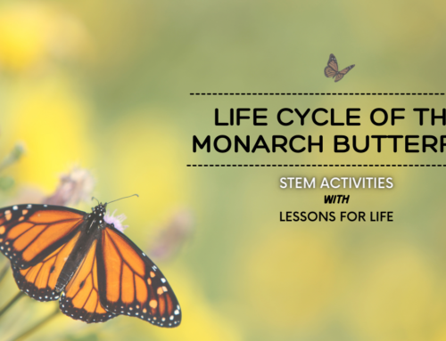 STEM: Monarch Butterfly Lifecycle